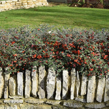 Load image into Gallery viewer, Cotoneaster Franchetii hedging plant