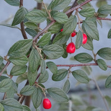 Load image into Gallery viewer, Cotoneaster Franchetii