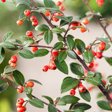 Load image into Gallery viewer, Cotoneaster Franchetii - Franchet's Cotoneaster - Autumn Plants 3 Litre Pot