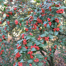 Load image into Gallery viewer, Cotoneaster Franchetii