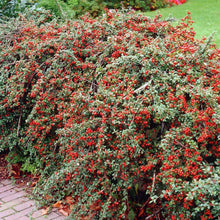 Load image into Gallery viewer, Cotoneaster Franchetii hedging shrub