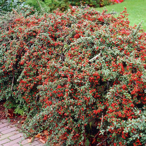 Cotoneaster Franchetii hedging shrub
