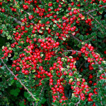 Load image into Gallery viewer, Cotoneaster Horizontalis - Rock Cotoneaster - Autumn Colour Shrub 3 Litre Pot