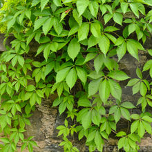 Load image into Gallery viewer, Parthenocissus Quinquefolia - Creeping Virginia - Five leaved Ivy - Autumn Creeper Plant 2 / 3 Litre Pot
