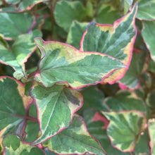 Load image into Gallery viewer, Houttuynia Cordata - Chameleon Perennial Plant 2 Litre Pot