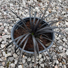 Load image into Gallery viewer, Ophiopogon Planiscapus 'Nigrescens'