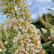 Load image into Gallery viewer, Buddleja White Profusion
