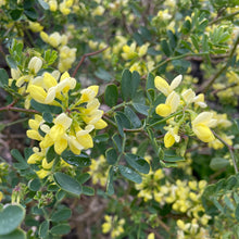 Load image into Gallery viewer, Coronilla Glauca Citrina - Winter flowering shrub