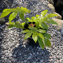 Load image into Gallery viewer, Fatsia Japonica