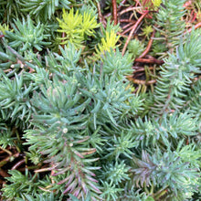 Load image into Gallery viewer, Sedum Reflexum