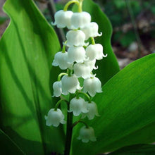 Load image into Gallery viewer, Lily of The ValleyConvallaria Majalis - Maybells - Ladys Tears.