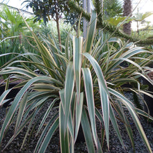 Load image into Gallery viewer, Phormium Cookianum Subsp. Hookeri 'Cream Delight'