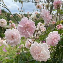 Load image into Gallery viewer, City Of London Rose - Pink scented rose