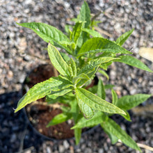 Load image into Gallery viewer, Buddleja Davidii 'White Profusion'