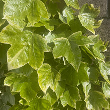 Load image into Gallery viewer, Glacier Ivy - Hedera helix 'Glacier'