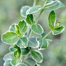 Load image into Gallery viewer, Euonymus 'Emerald Gaiety' - Winter Creeper -