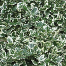 Load image into Gallery viewer, euonymus fortunei winter creeper