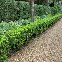 Load image into Gallery viewer, Euonymus Japonicus Green Spire Evergreen hedging plant