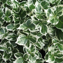 Load image into Gallery viewer, Euonymus 'Emerald Gaiety' - Winter Creeper