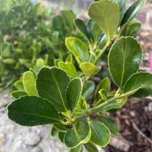 Load image into Gallery viewer, Euonymus Japonicus Green Spire Evergreen hedging plant