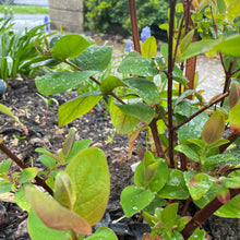 Load image into Gallery viewer, Hypericum Androsaemum - St John's Wort