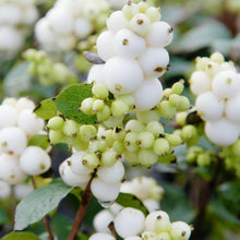 Load image into Gallery viewer, Symphoricarpos Albus / Snow Berry Bush