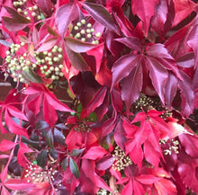 Load image into Gallery viewer, Parthenocissus Quinquefolia - Creeping Virginia - Five leaved Ivy - Autumn Creeper Plant 2 / 3 Litre Pot