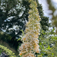 Load image into Gallery viewer, Buddleja Davidii 'White Profusion' - White Butterfly bush