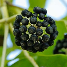 Load image into Gallery viewer, Fatsia Berries