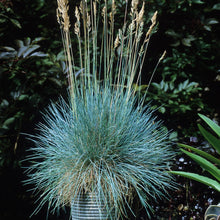 Load image into Gallery viewer, Festuca Glauca ~Blue Mountain Grass