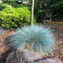 Load image into Gallery viewer, Festuca Glauca - Blue Mountain Grass