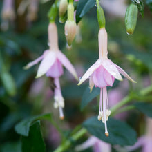 Load image into Gallery viewer, Fuchsia Whiteknights Pearl