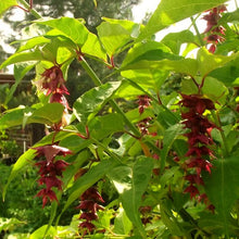 Load image into Gallery viewer, Leycesteria Formosa - Himalayan Honeysuckle