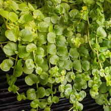 Load image into Gallery viewer, plant lysimachia