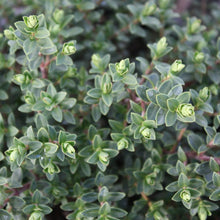 Load image into Gallery viewer, Veronica sect. Hebe - Hebe Baby Marie