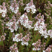 Load image into Gallery viewer, Veronica sect. Hebe - Hebe Baby Marie