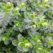 Load image into Gallery viewer, Veronica sect. Hebe - Hebe Baby Marie