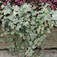 Load image into Gallery viewer, Glacier Ivy - Hedera helix 'Glacier'