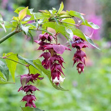 Load image into Gallery viewer, Leycesteria Formosa - Himalayan Honeysuckle - Ghost flute