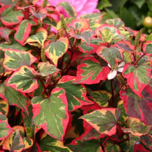 Load image into Gallery viewer, Houttuynia Cordata Chameleon also known as fish mint, fish leaf, rainbow plant, heart leaf, fish wort or Chinease lizard tail.