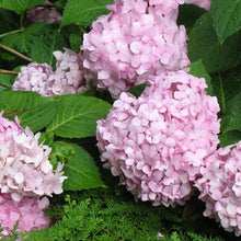Load image into Gallery viewer, Hydrangea Macrophylla So Long Rosy
