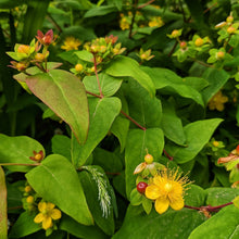 Load image into Gallery viewer, Hypericum Androsaemum - St John's Wort