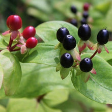 Load image into Gallery viewer, Hypericum Androsaemum, Sweet Amber, St John's Wart, Tustan