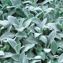 Load image into Gallery viewer, Stachys Byzantina - Lambs Ears- Silver Carpet
