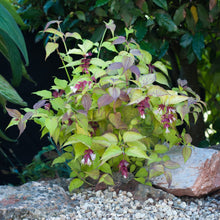 Load image into Gallery viewer, Leycesteria Formosa - Himalayan Honeysuckle