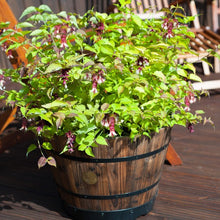 Load image into Gallery viewer, Leycesteria Formosa - Himalayan Honeysuckle