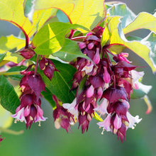 Load image into Gallery viewer, Leycesteria Formosa - Himalayan Honeysuckle