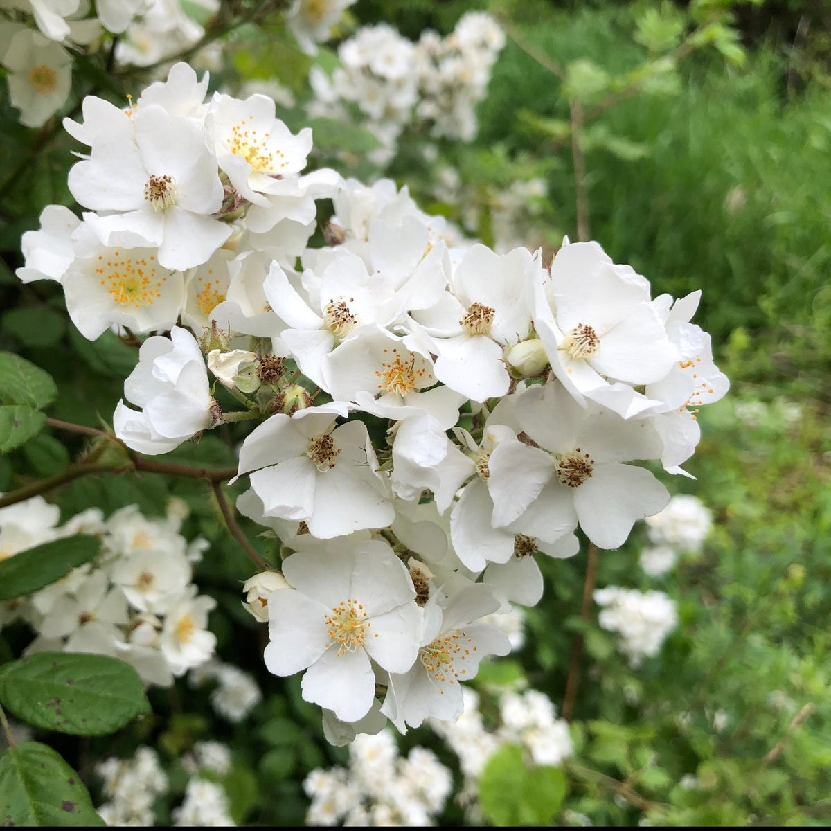Rosa Multiflora - Multiflora Rambling Rose - Wild White Rose 3 Litre P