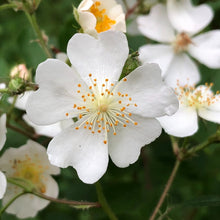 Load image into Gallery viewer, Multiflora Rambling Rose
