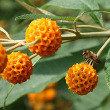 Load image into Gallery viewer, Buddleja Globosa - Orange Ball Tree 2 / 3 Litre pot